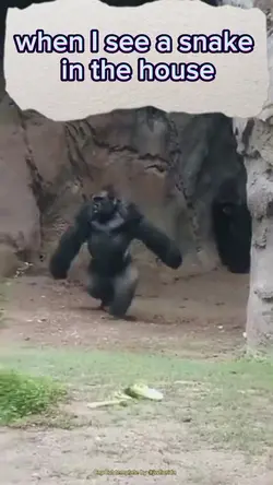 when I see a snake 