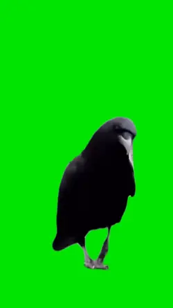 Crow Modeling