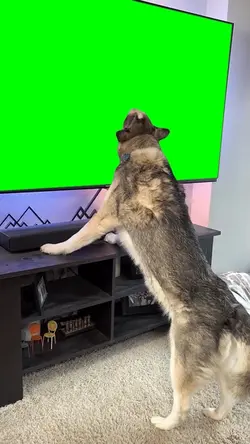 Dog licking tv 