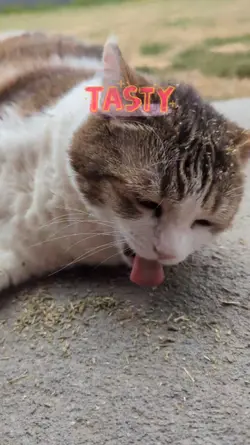 Keno on Cat Crack!