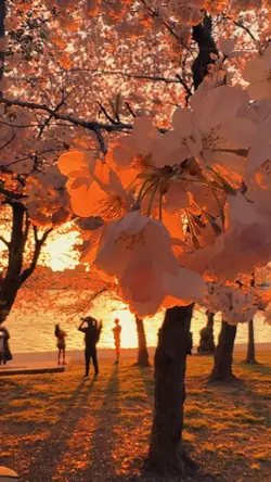 Lovely Cherry Blosso