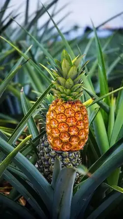 abacaxi caindo