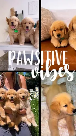 Cute little Puppies