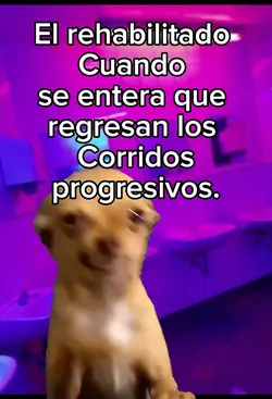Perro chihuahua 