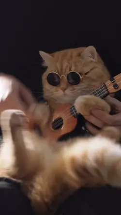 CAT TEMPLATE 