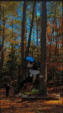#dog #frisbee 