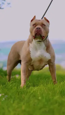 Animal template