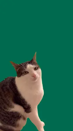 cat green screen 