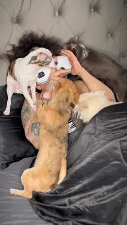 Cute Puppie 