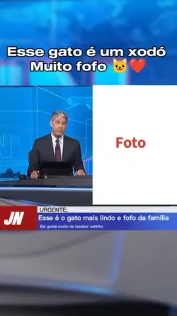 gato lindo 