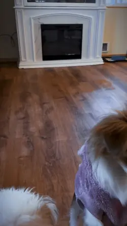 Playing fetch