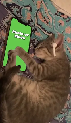 Cat phone meme