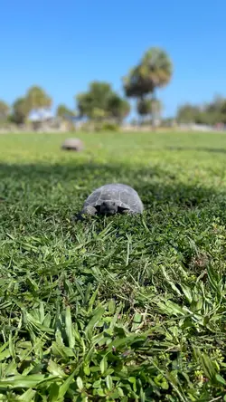 Turtle