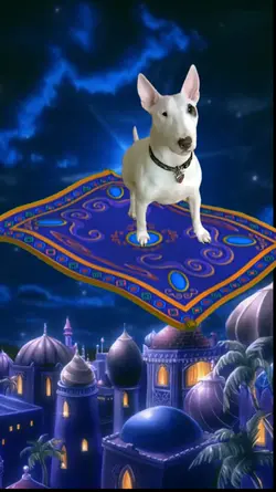 Flying Magic Carpet