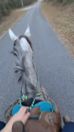Beautiful Horse