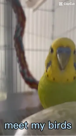 meet my birds