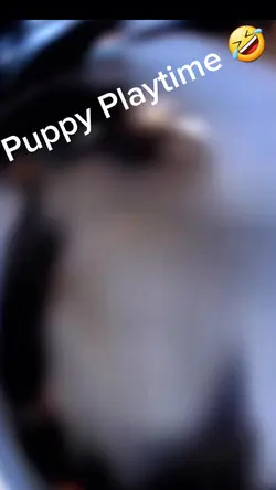 Puppies