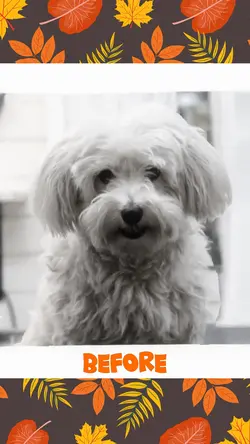 Dog Grooming Fall 