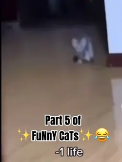 Funny cats part 5