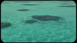 catch flight 