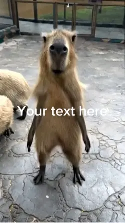 Capybara