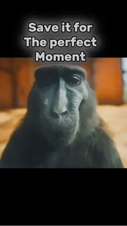 Monkey Rizz