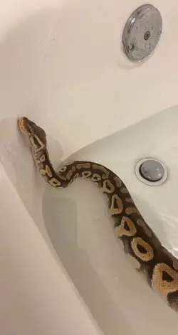 Snake