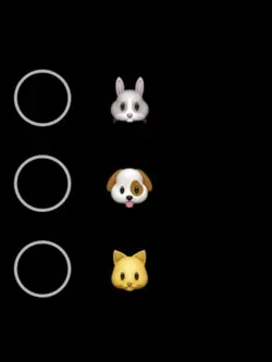 rabbit bunny coelho