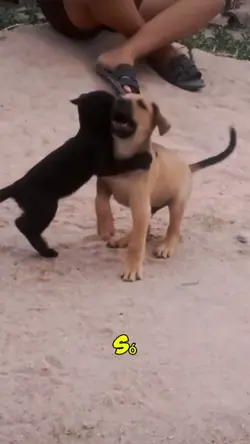 cão e gato 