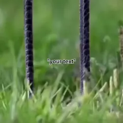 bird meme
