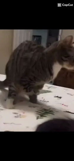 Catasouras rex