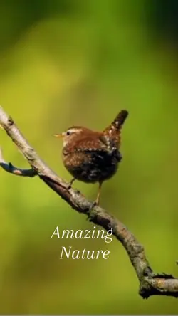 Amazing nature