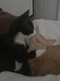 cat love cat love