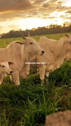 Romantize sua vida