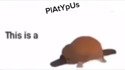 PlAtYpuS