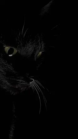 Gato preto