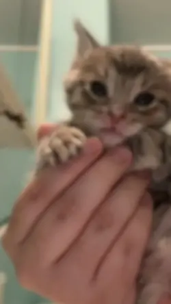 KITTYY