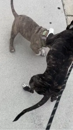 Play Fighting