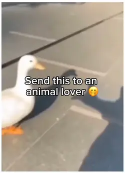 Duck cook