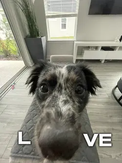 DOGIEE