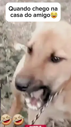 cachorro gritante