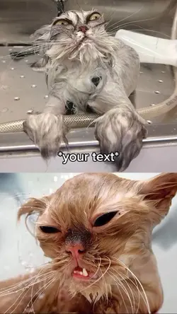 Wet cats meme