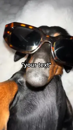 Dog sunglasses 