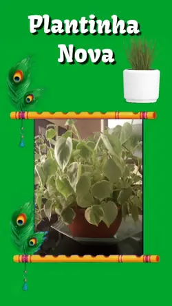 Plants