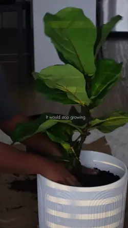 Growth