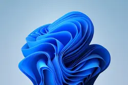 Windows 11 Bloom