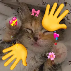 nya ! ~~ 🐈🐈