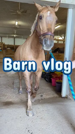 Barn vlog 