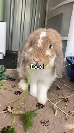 ✨I want food✨