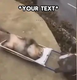 Monkey Meme